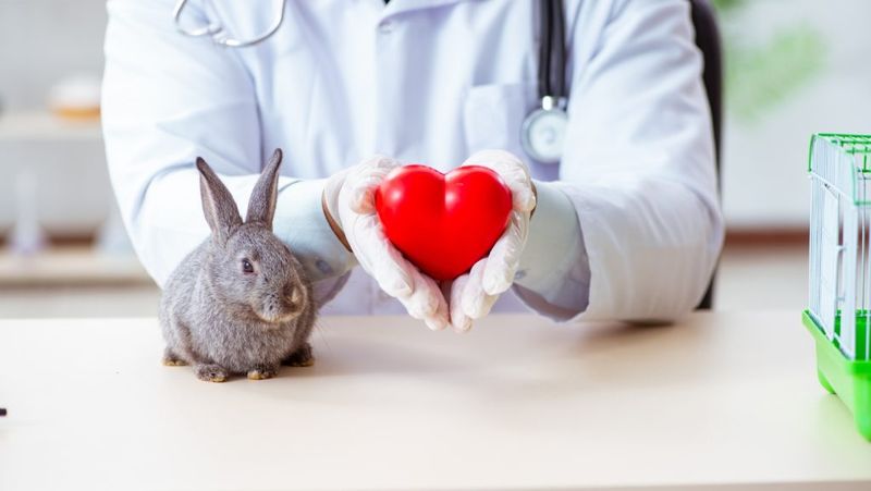 Myth: Rabbits don't need vet care