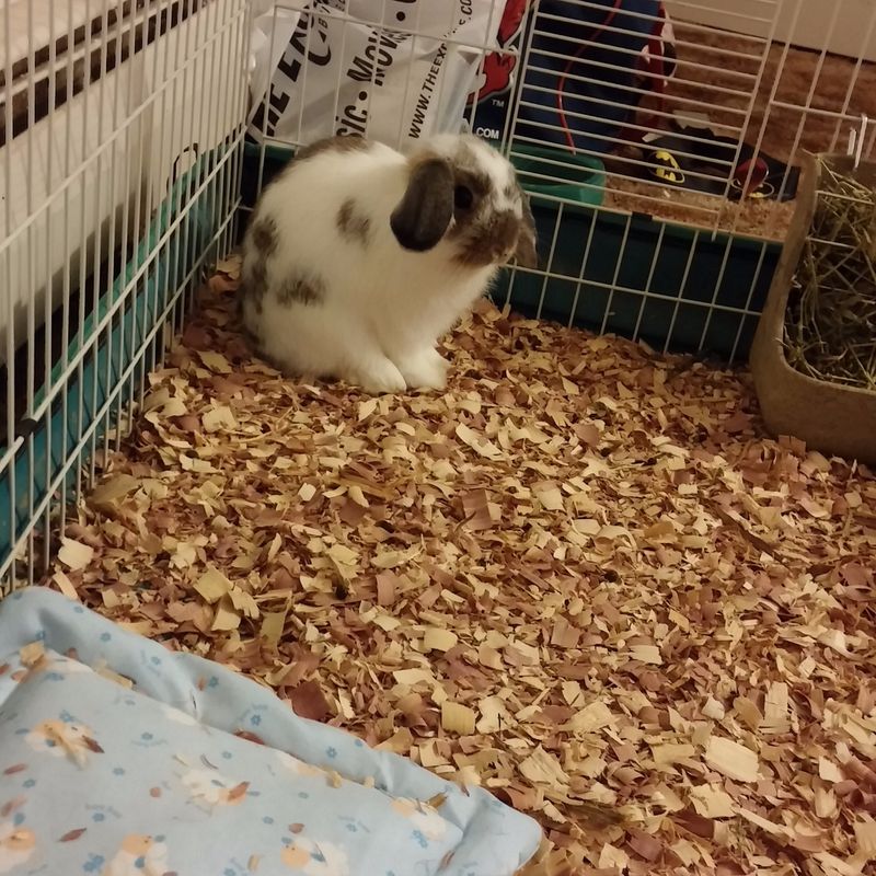 Myth: Rabbits are fine with any bedding