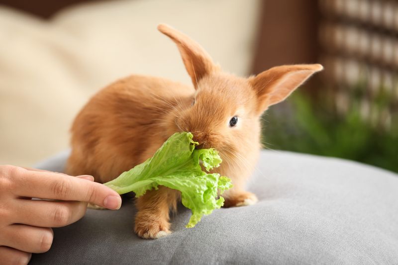 Myth: Rabbits eat only carrots and lettuce