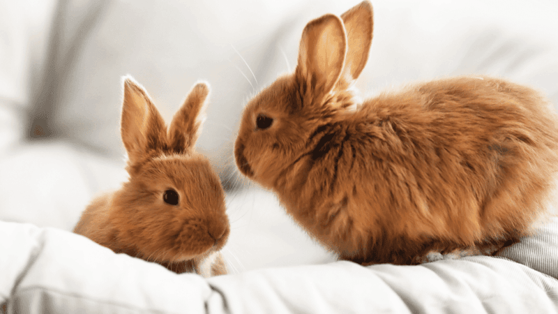 Myth: Rabbits are silent and don't communicate