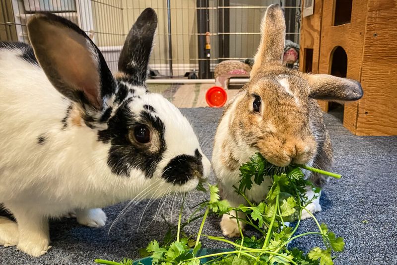 Myth: Rabbits are solitary animals
