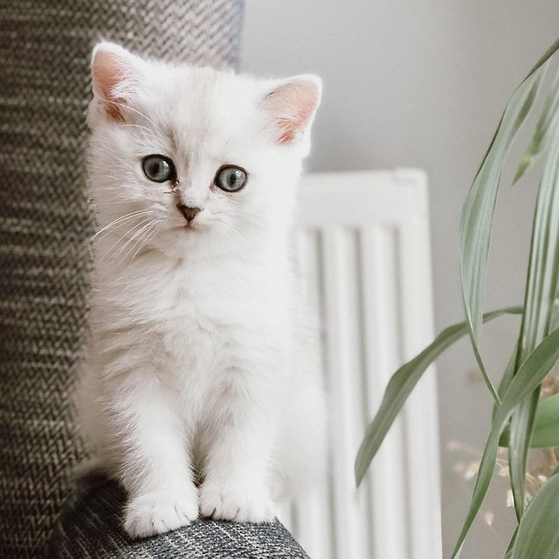 Duchess