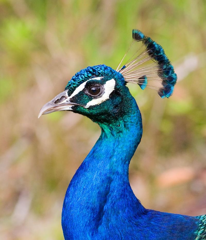 Peacock