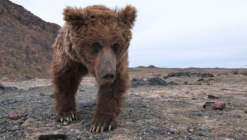 Gobi Bear
