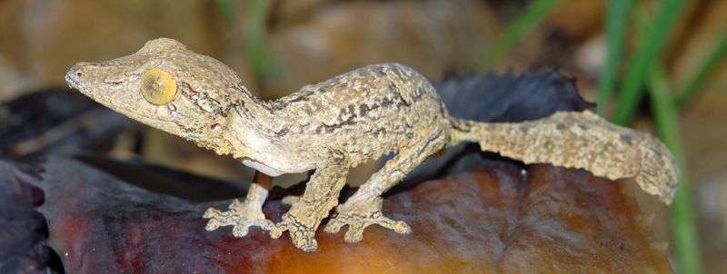 Leaf-Tailed Gecko
