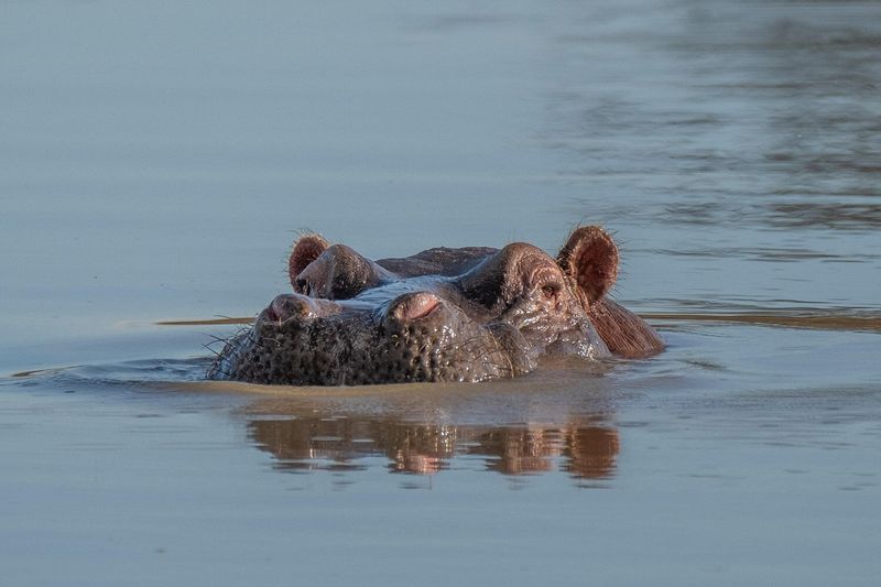 Hippopotamus