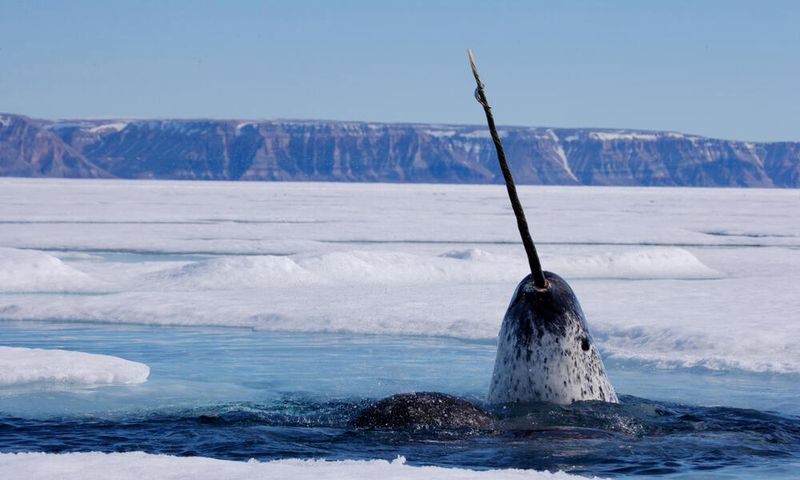 Narwhal