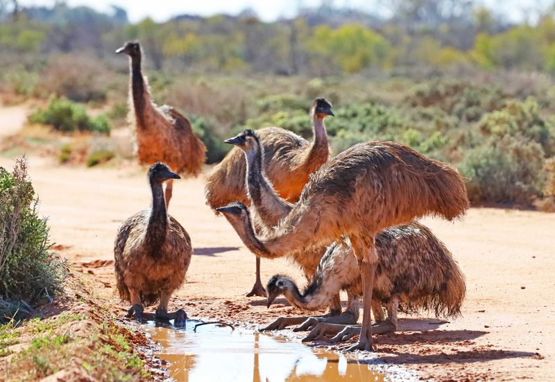 Native Habitat