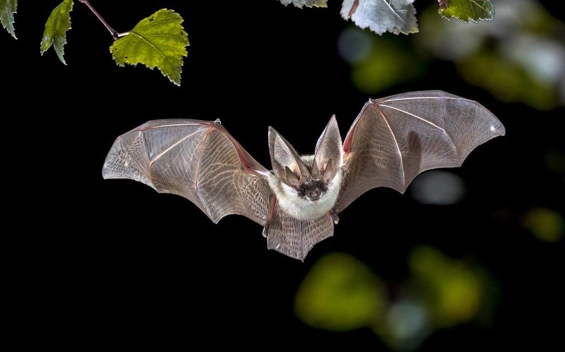 Bats' Remarkable Longevity