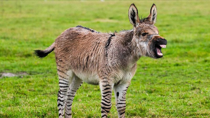 The Zonkey