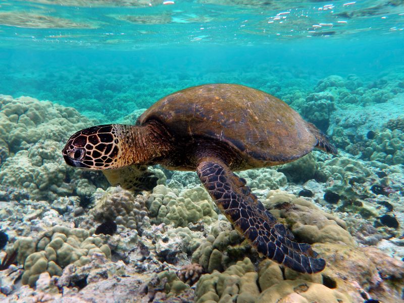 Sea Turtle
