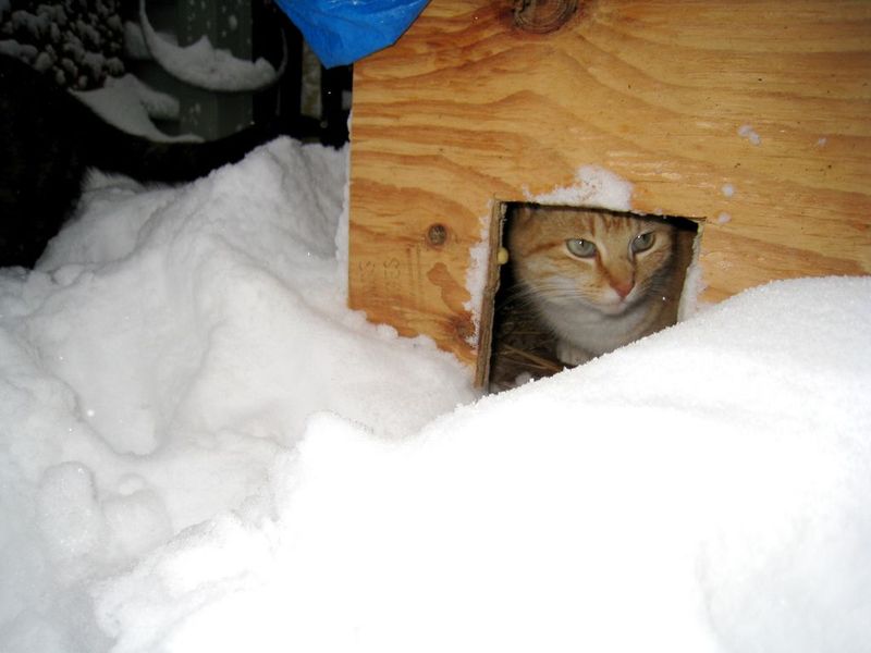 Masterful Shelter Building