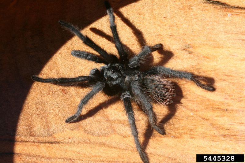 Nevada - Tarantula