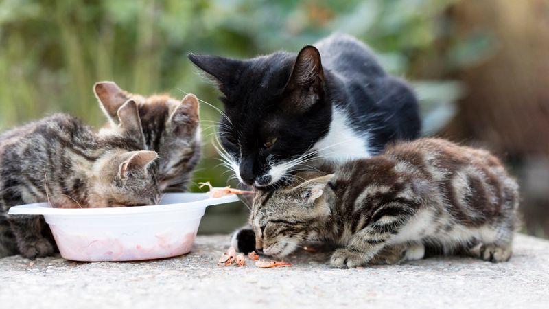 Feeding Inappropriate Diet