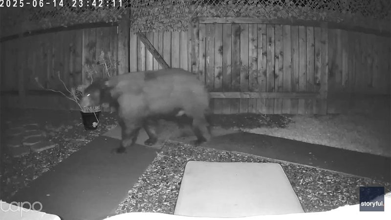Bear's Tracked Movements