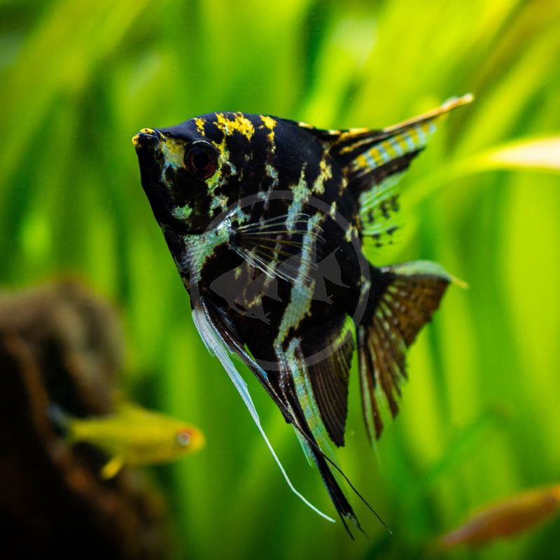 Marble Angelfish