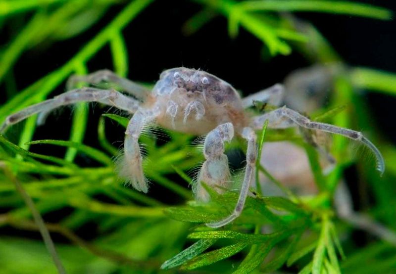 Thai Micro Crabs