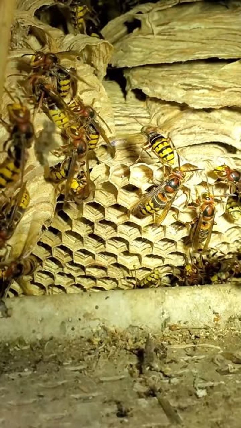 Nest Building Patterns