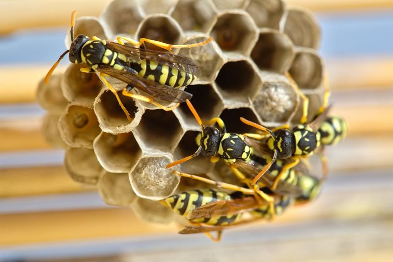 Nest Defense Mechanisms