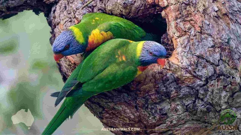 Breeding and Lifespan