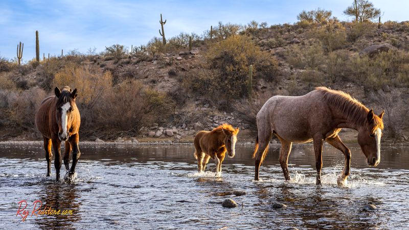 Salt River Wild Horses
