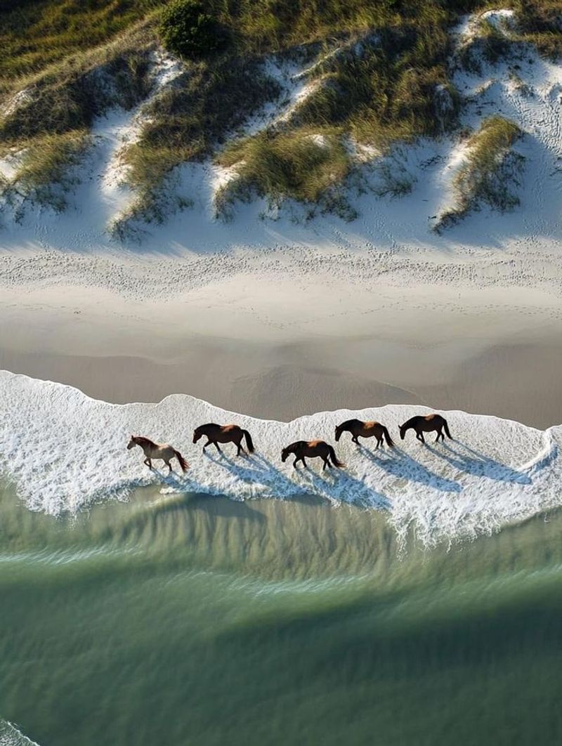 Cumberland Island, Georgia