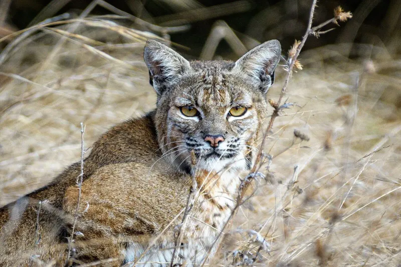New Hampshire - Bobcat