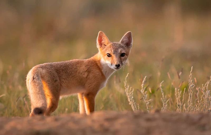 New Mexico: Rare Glimpses