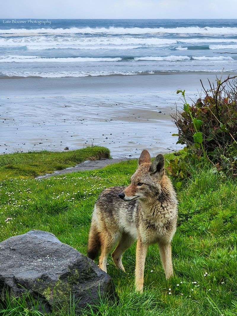 Oregon's Coastal Commanders