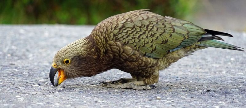 Kea (New Zealand Parrot)