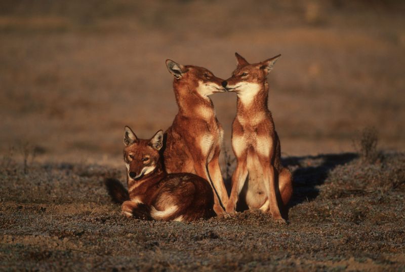 Simien Jackal