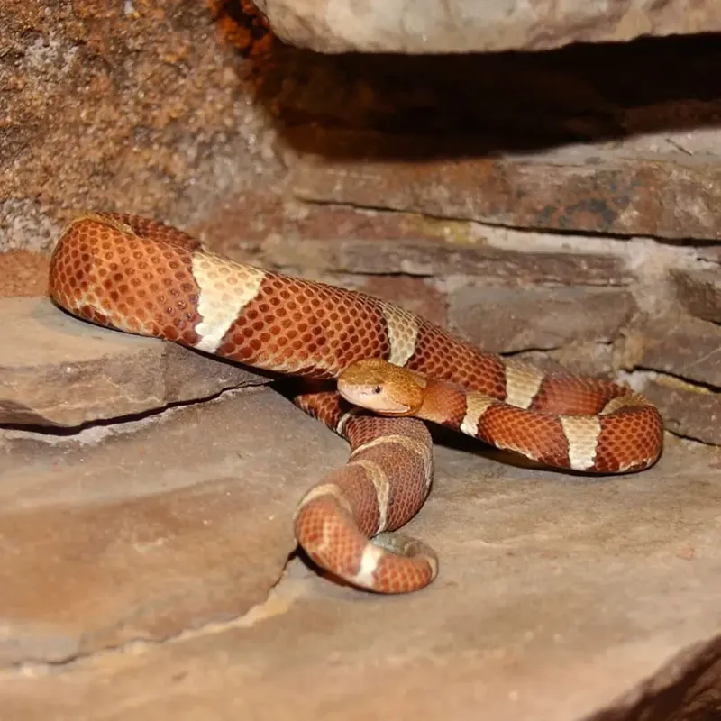 New Jersey - Northern Copperhead