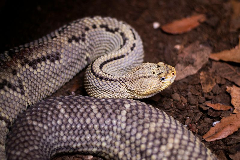 New Mexico - Rattlesnake