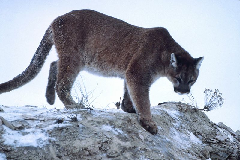 Montana