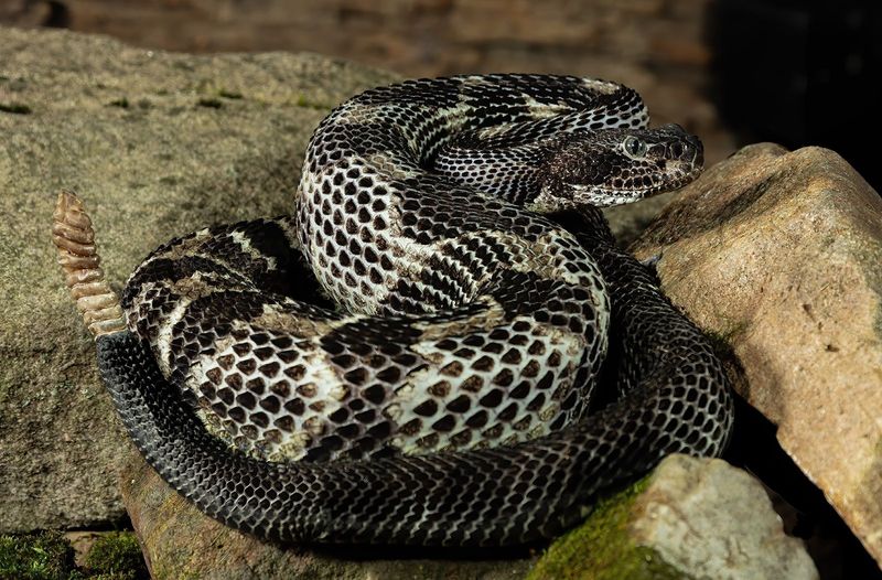 New York - Eastern Timber Rattlesnake