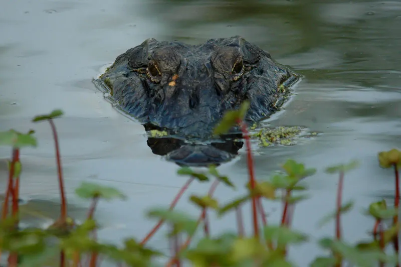 North Carolina - American Alligator