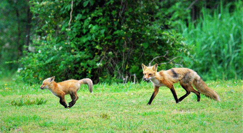Virginia: Foxes in History