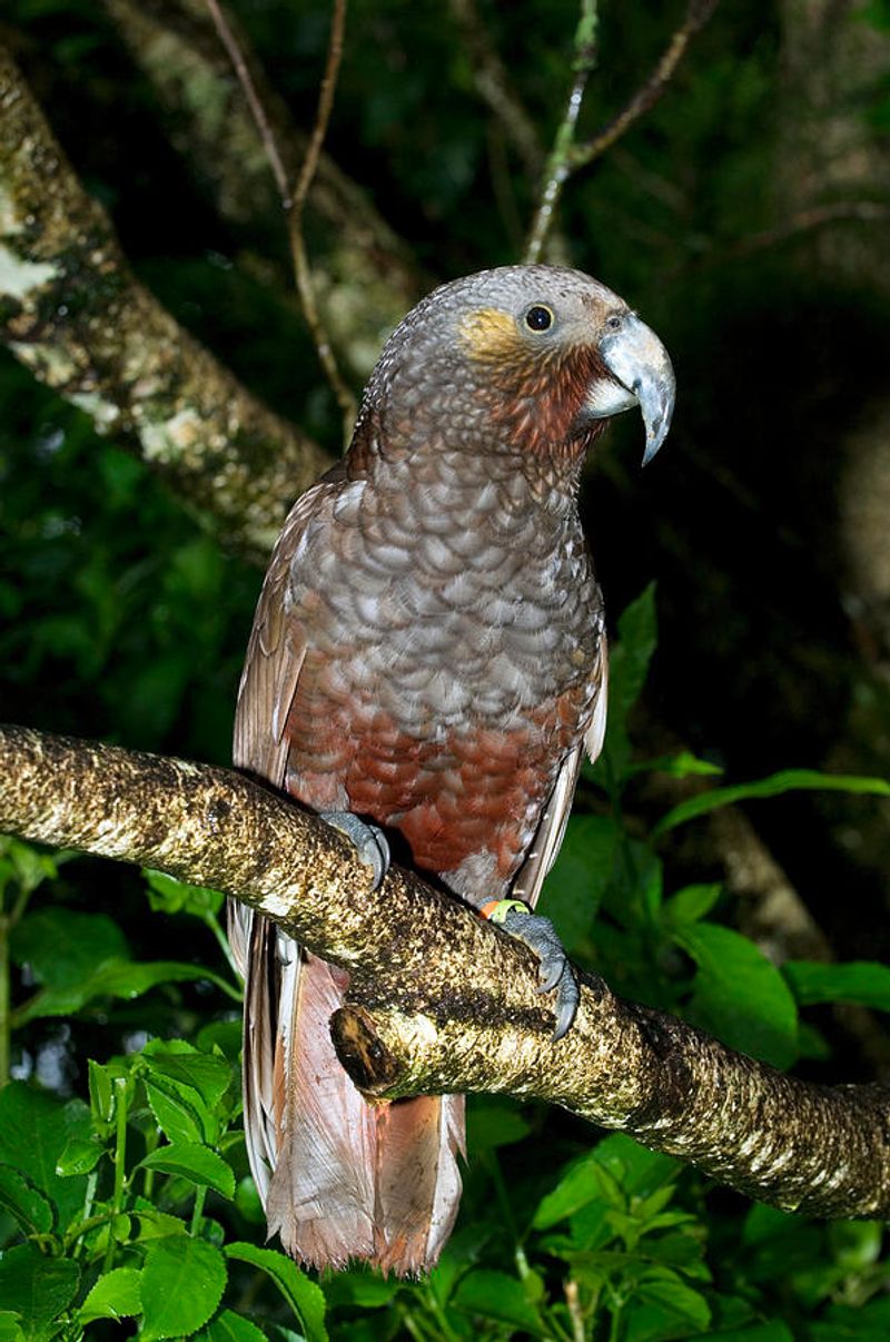 Kaka