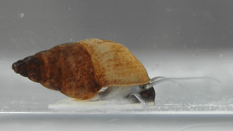 New Zealand Mud Snails