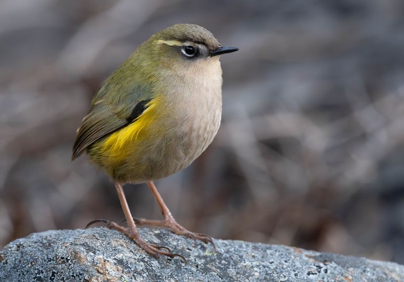 New Zealand Rock Wren