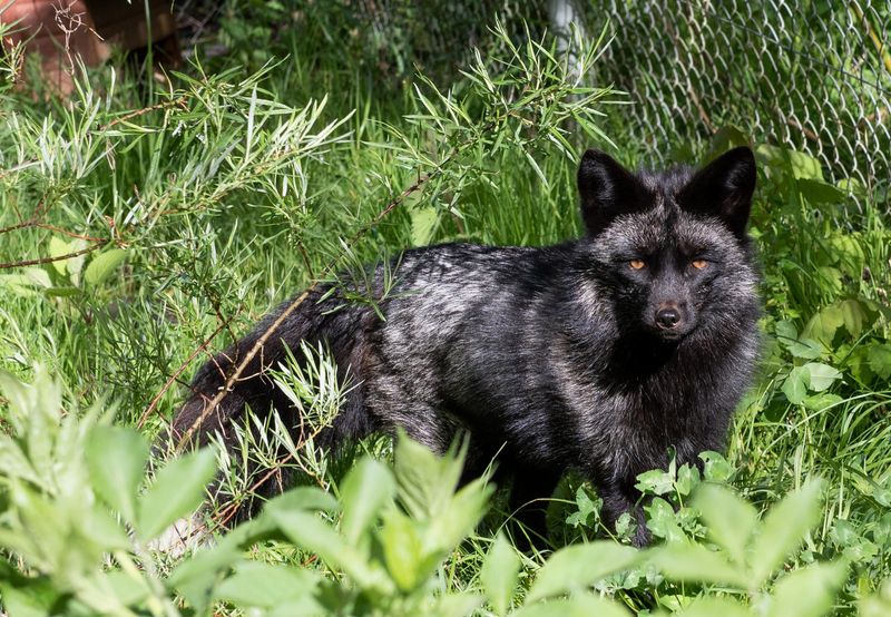 New Zealand's Rare Visitor