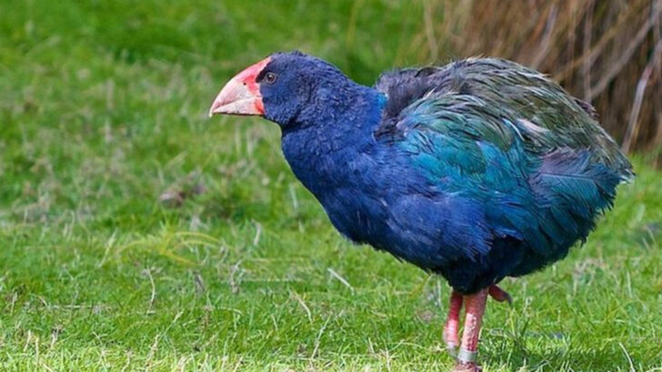 New Zealand’s Exclusive Wildlife: 15 Animals Found Nowhere Else