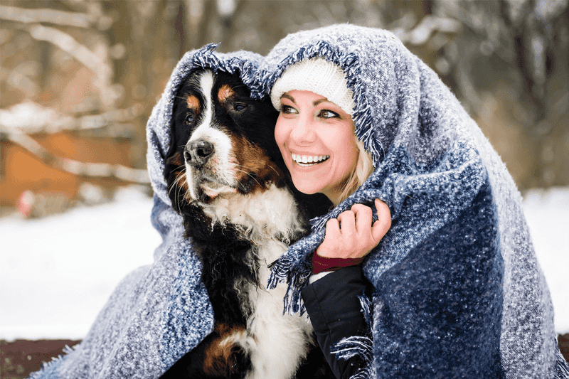 Bernese Mountain Dog