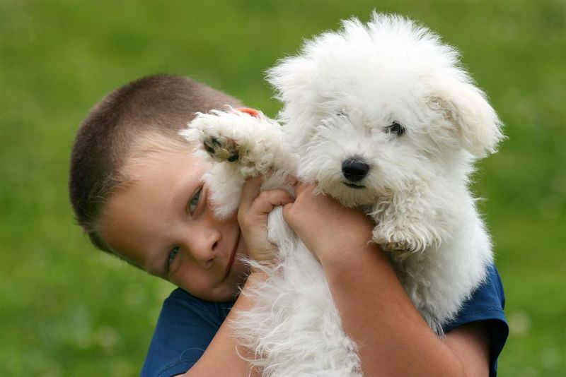 Bichon Frise
