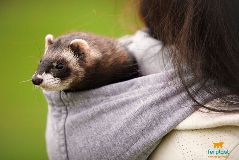 Ferrets