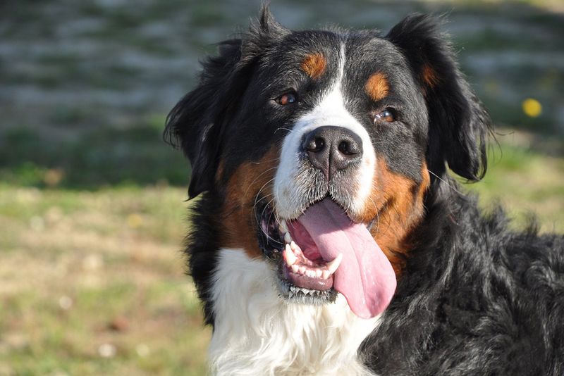 Bernese Mountain Dog