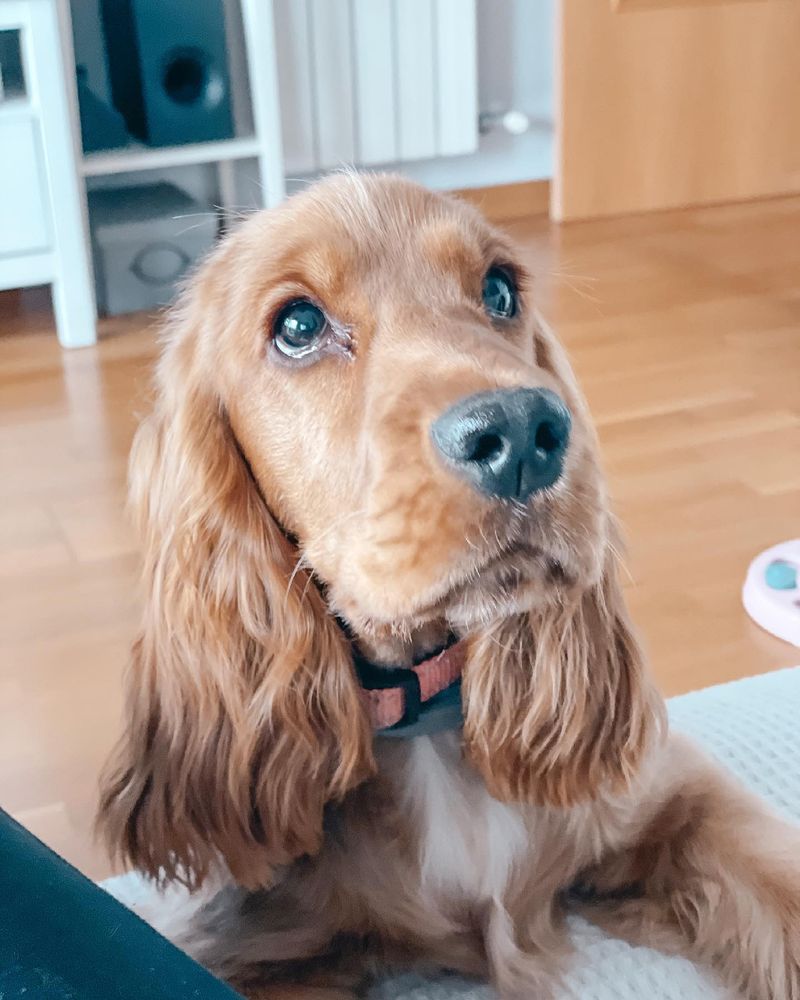 Cocker Spaniel