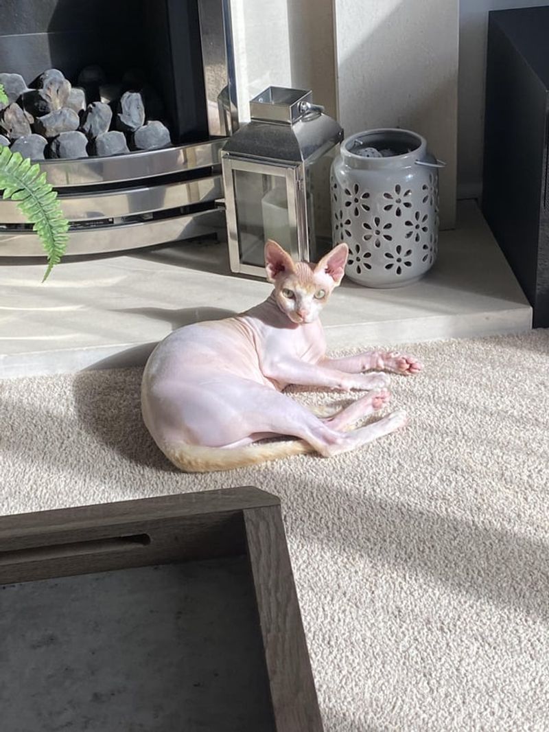 Sphynx Cat