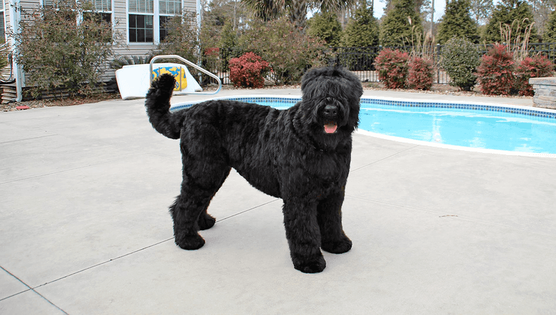 Black Russian Terrier