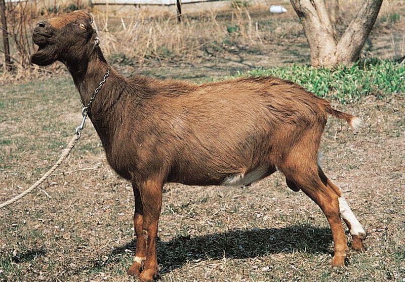 LaMancha Goat